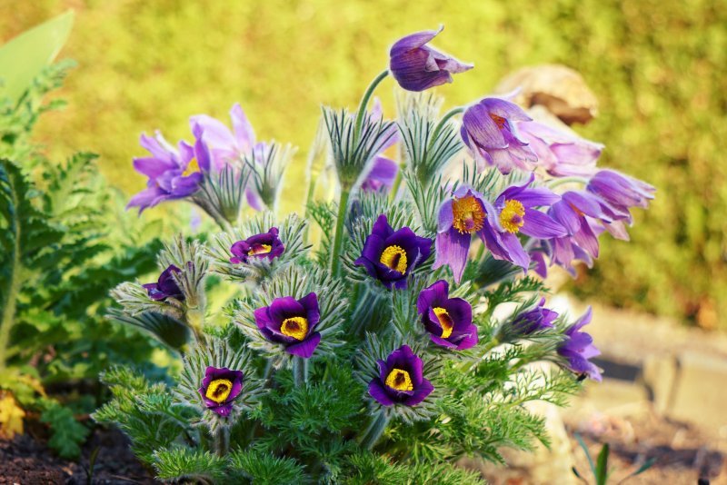 Прострел обыкновенный (Pulsatilla vulgaris `Blue Violet`)