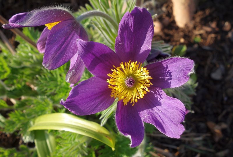 Прострел Violet Bells