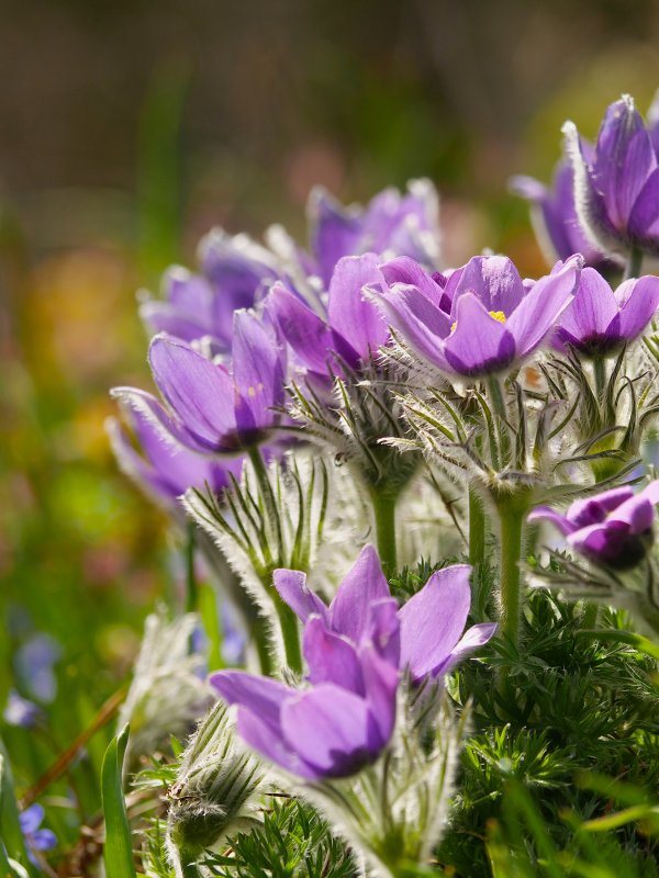 Прострел обыкновенный (Pulsatilla vulgaris `Blue Violet`)