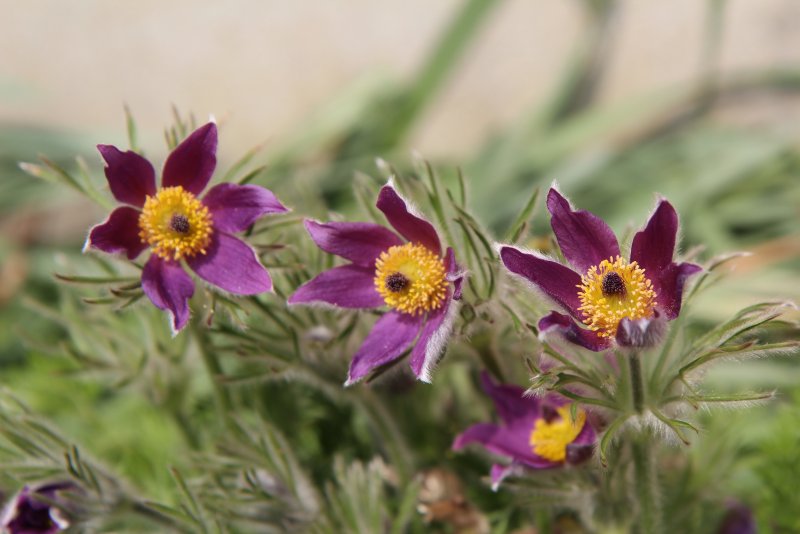 Прострел (Pulsatilla) Violet Bells