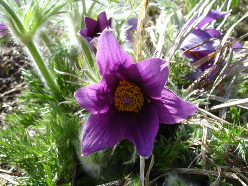 Pulsatilla vulgaris Papageno