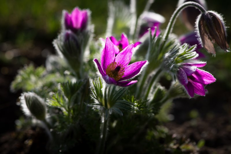 Pasqueflower