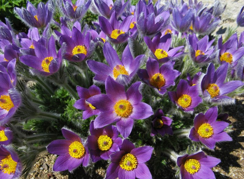 Прострел обыкновенный Bells Violet