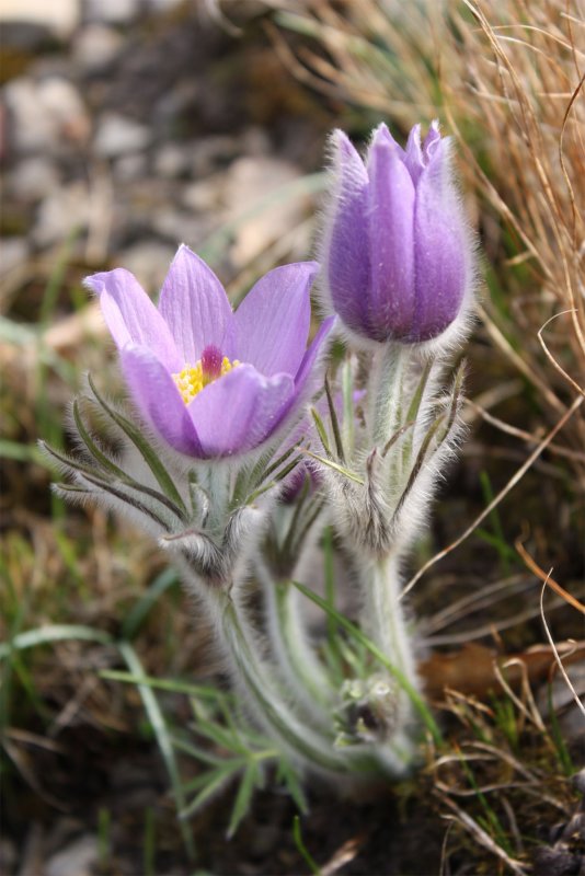 Прострел грузинский Pulsatilla Georgica