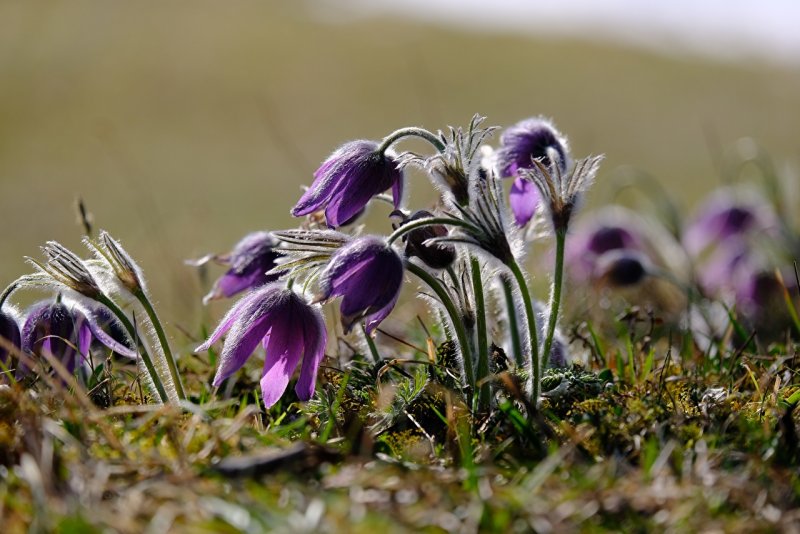 Прострел (сон-трава) Луговой Pulsatilla pratensis