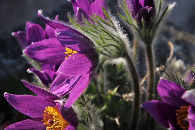 Pulsatilla multifida прострел многонадрезный