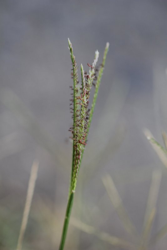 Cynodon dactylon