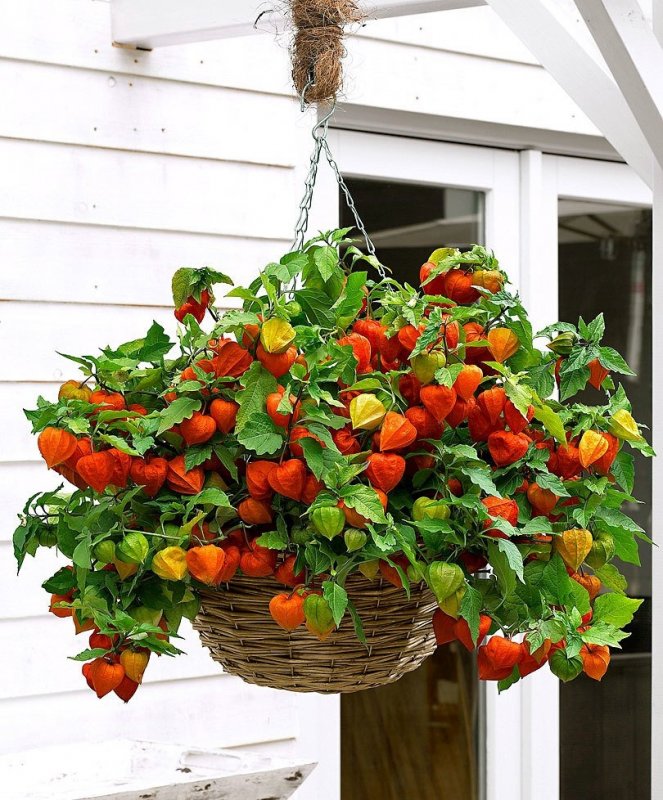 Физалис куст