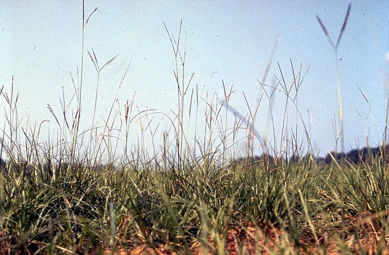 Bahia grass Texas