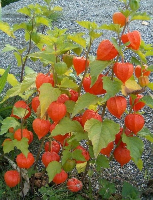 Физалис куст