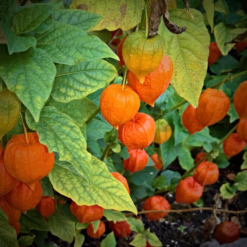 Физалис кустарник