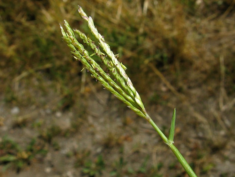 Cynodon dactylon