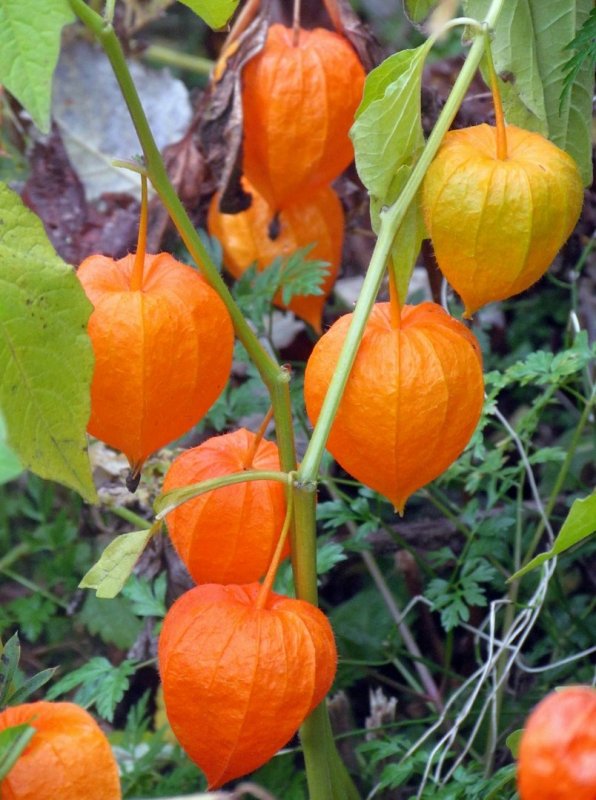 Физалис овощной куст