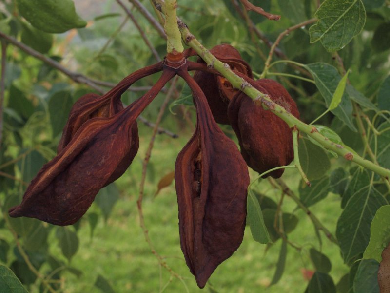 Brachychiton populneus