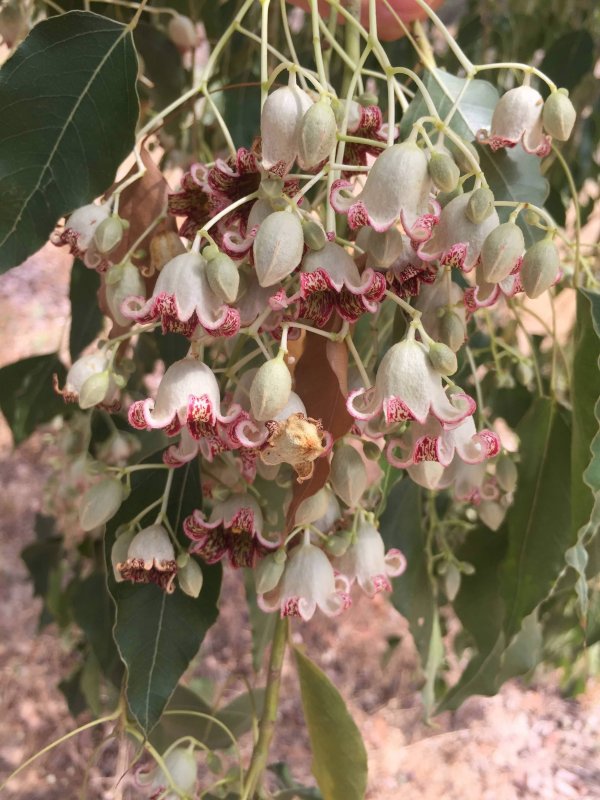 Брахихитон (Brachychiton)