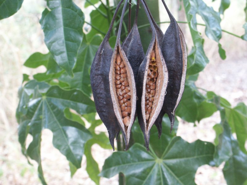 Brachychiton acerifolius брахихитон кленолистный