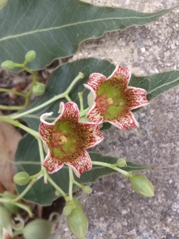 Brachychiton acerifolius