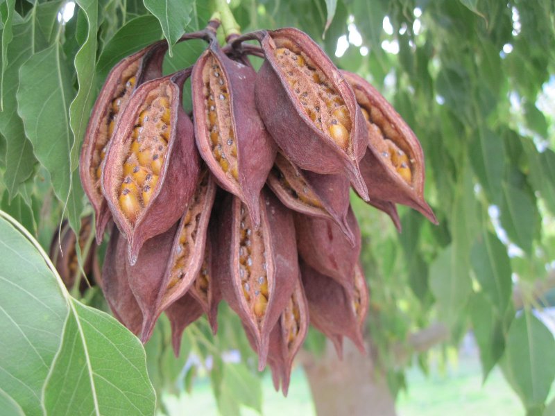Brachychiton populneus
