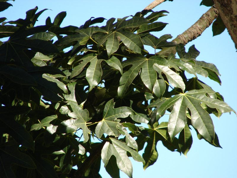 Brachychiton acerifolius