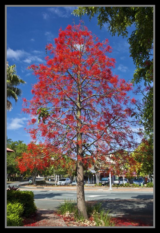 Brachychiton populneus