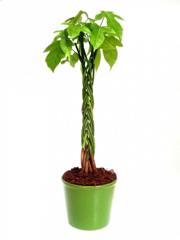 Brachychiton Gregorii
