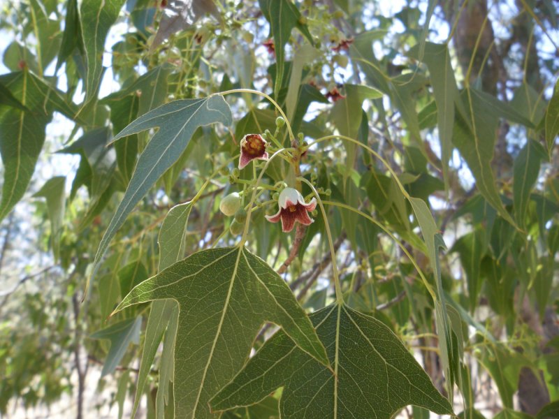 Brachychiton populneus - брахихитон разнолистный