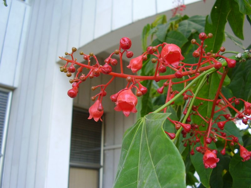 Дерево Brachychiton acerifolius