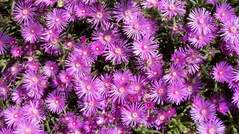 Mesembryanthemum Magenta