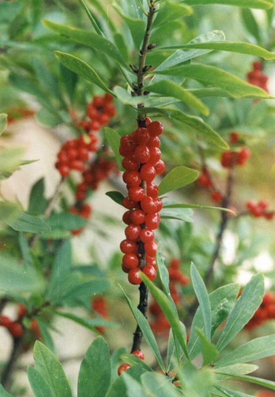 Daphne mezereum l
