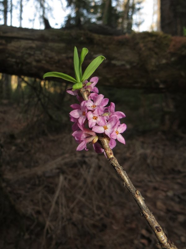 Волчье лыко (Daphne mezereum)