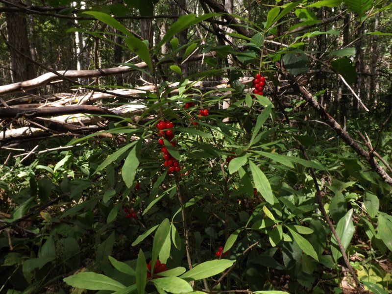 Волчеягодник обыкновенный (Daphne mezereum)