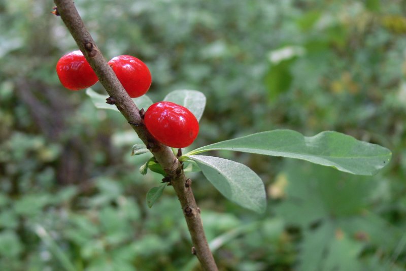 Daphne shrub