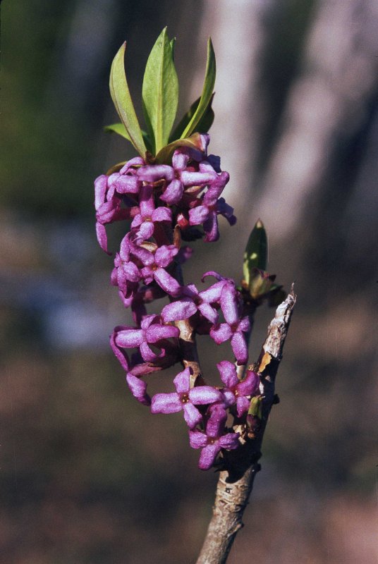 Волчье лыко