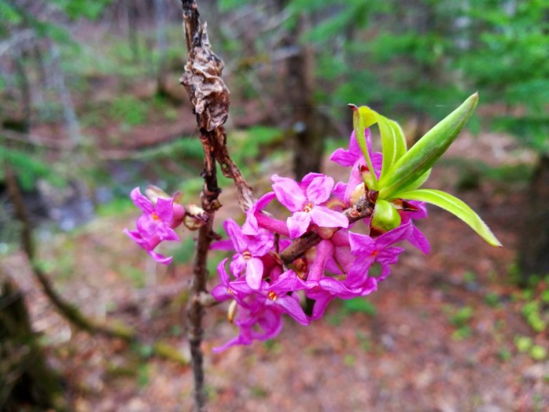 Волчеягодник обыкновенный (Daphne mezereum)