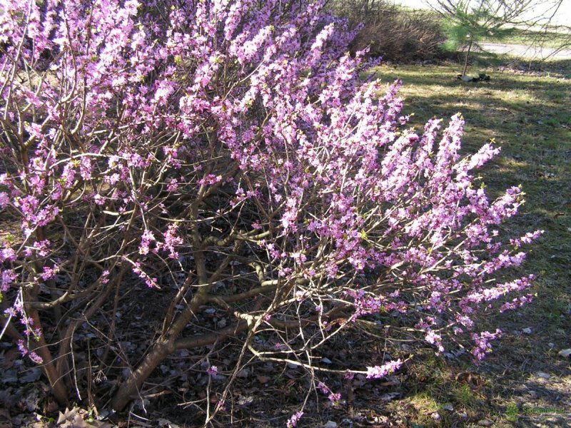 Волчеягодник обыкновенный (Daphne mezereum)