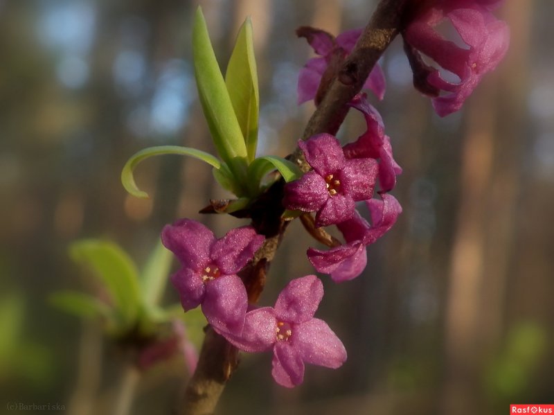 Волчеягодник обыкновенный (Daphne mezereum)