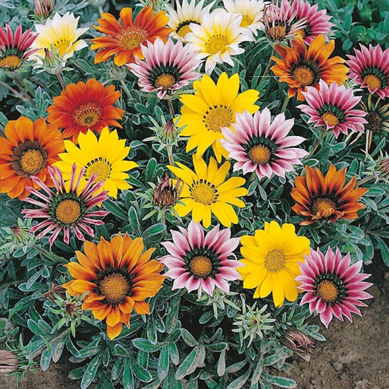 Гацания жестковатая Gazania