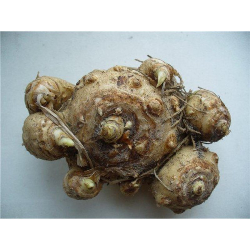 Луковицы клубни корни растений