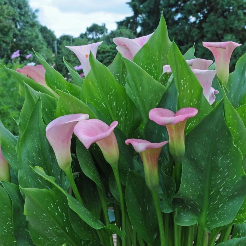 Holland Bulbs Калла Пако