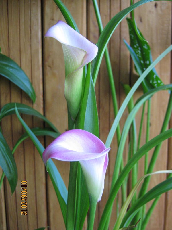 Калла Элеганза