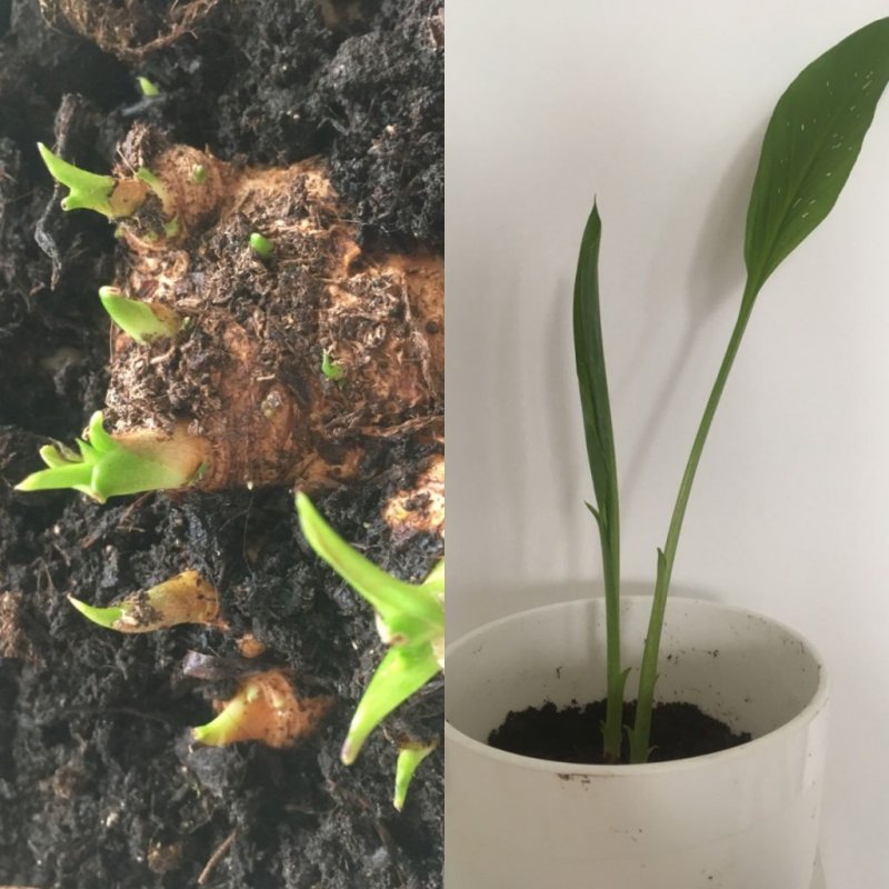 Зантедеския (Zantedeschia / Calla Crystal blush) 14/+