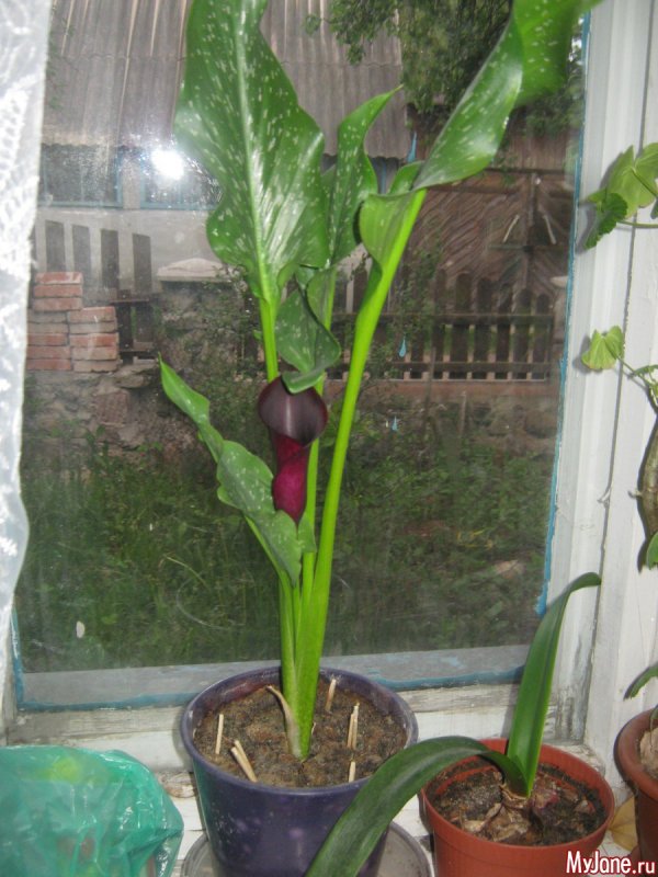 Белокрыльник (Калла)