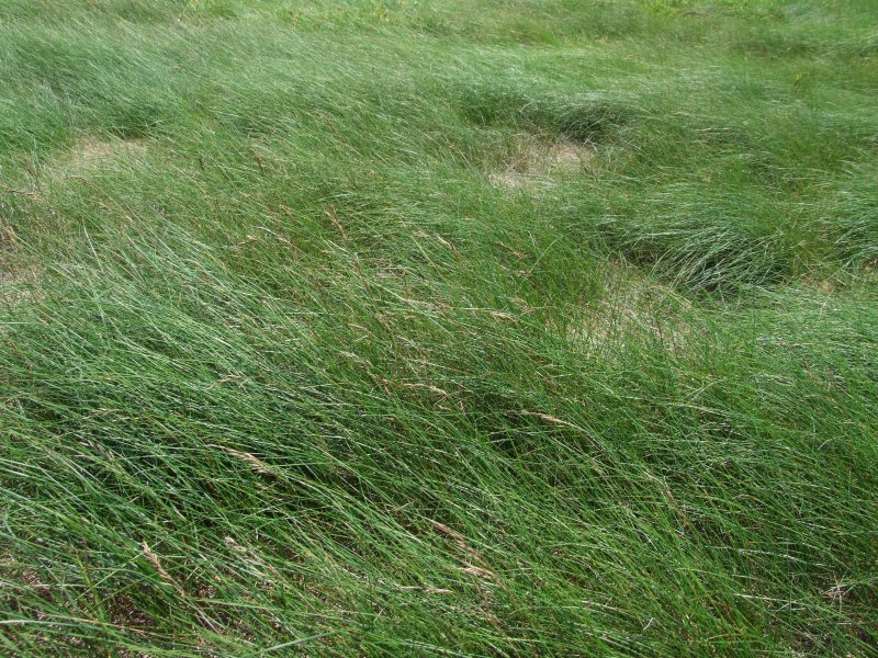 Овсяница красная (Festuca rubra)