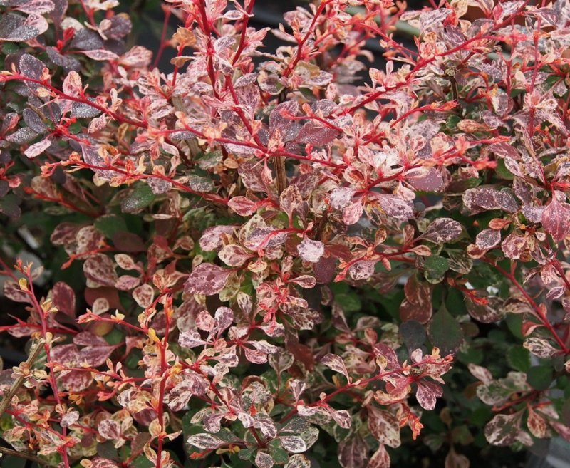 Барбарис Тунберга (Berberis thunbergii `Harlequin`)