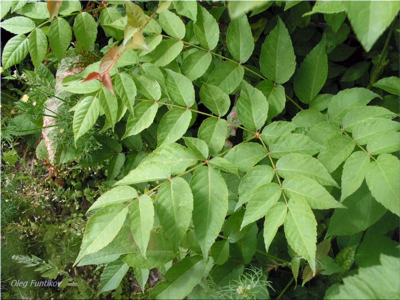 Аралия колючая (Aralia spinosa)