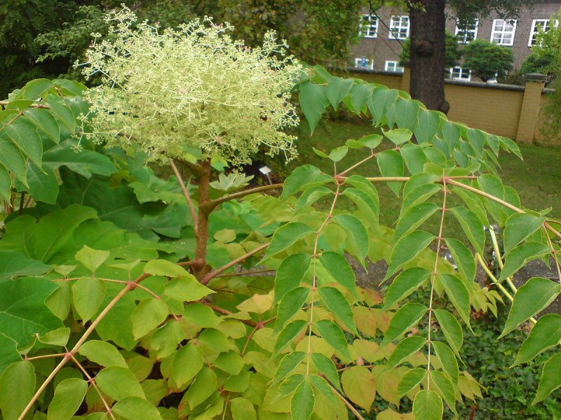 Аралия маньчжурская кустарник