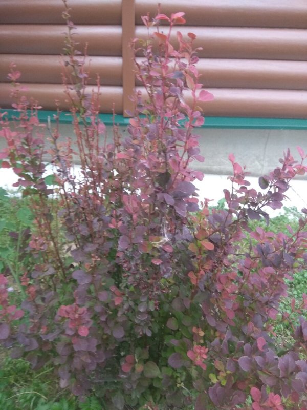 Berberis thunbergii Flamingo