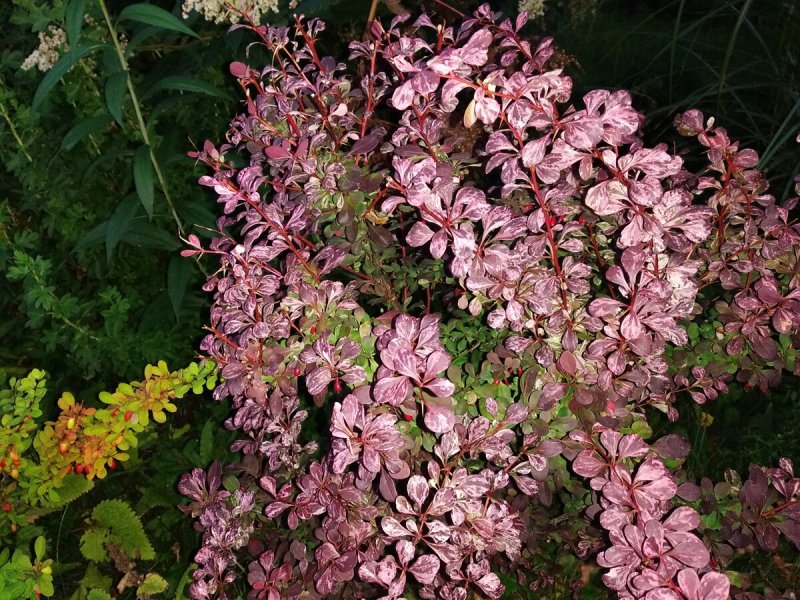 Барбарис Тунберга (Berberis thunbergii)