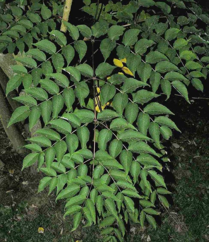 Аралия китайская Aralia chinensis