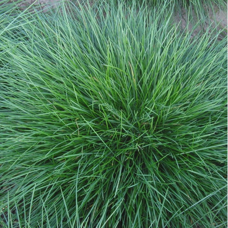 Овсяница красная (Festuca rubra)
